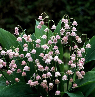 Pink Lily-of-the-Valley