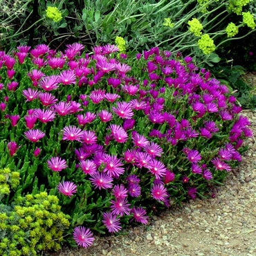 Organic Purple Delosperma Cooperi Groundcover Flower Seeds for Planting – Heirloom, Non-GMO