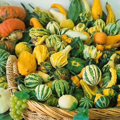 Gourd- Small Warted Mix