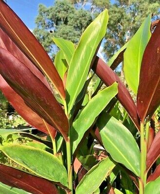 Native Ginger- Redback