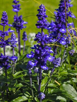 Salvia- Blue Bedder