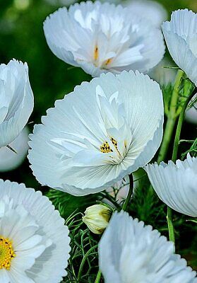 Cosmos bipinnatus 'Cupcakes White' Flower Seeds for Planting – Elegant Garden Blooms