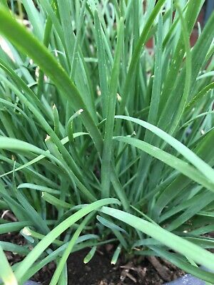 Garlic Chives