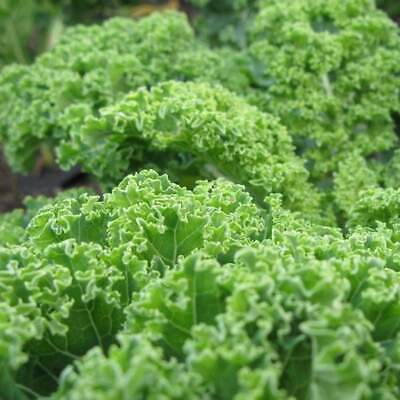 Kale Green Edible Vegetable Seeds