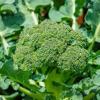 Broccoli- Green Sprouting Calabrese 25g