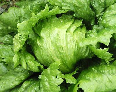 Lettuce Ice Berg Crispiano Vegetable Seeds