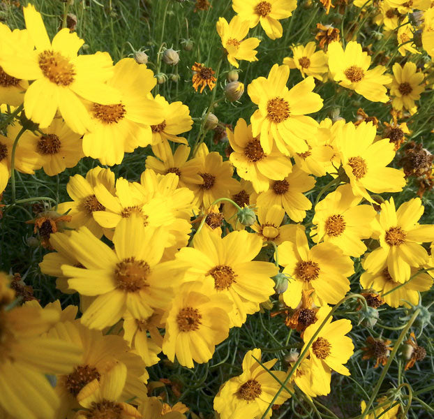 Heirloom Greenthread Seeds – Non-GMO Flower Seeds for Planting