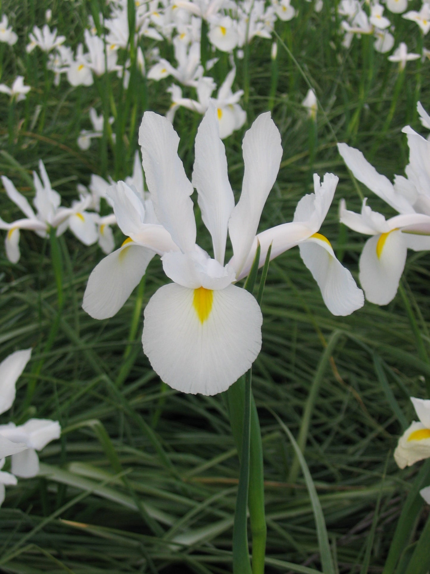 Dutch Iris- Casablanca