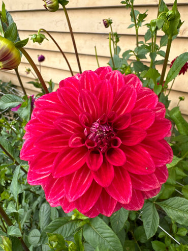 Dahlia- Ciska (Tuber)