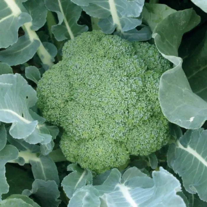 Green Magic – Broccoli Seed