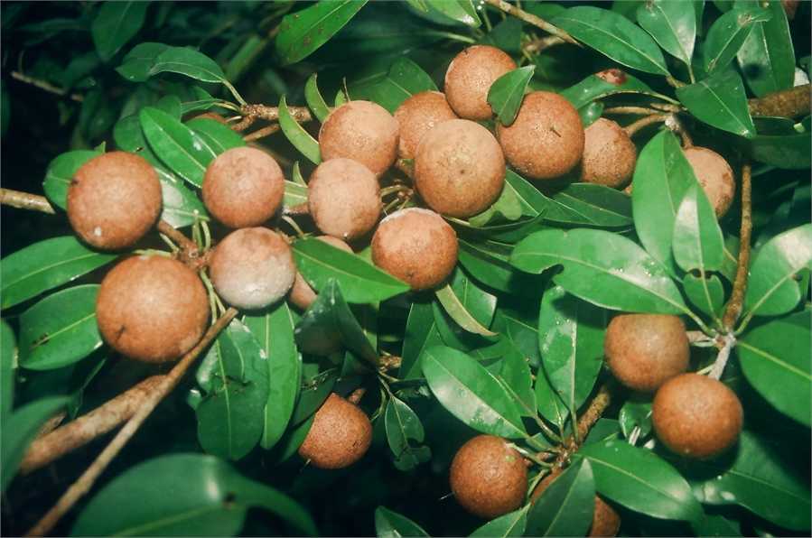 Chikoo Seeds