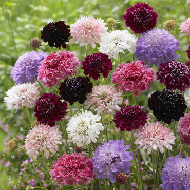 Pincushion Flower- Mixed