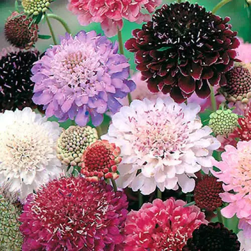 Pincushion Flower- Mixed
