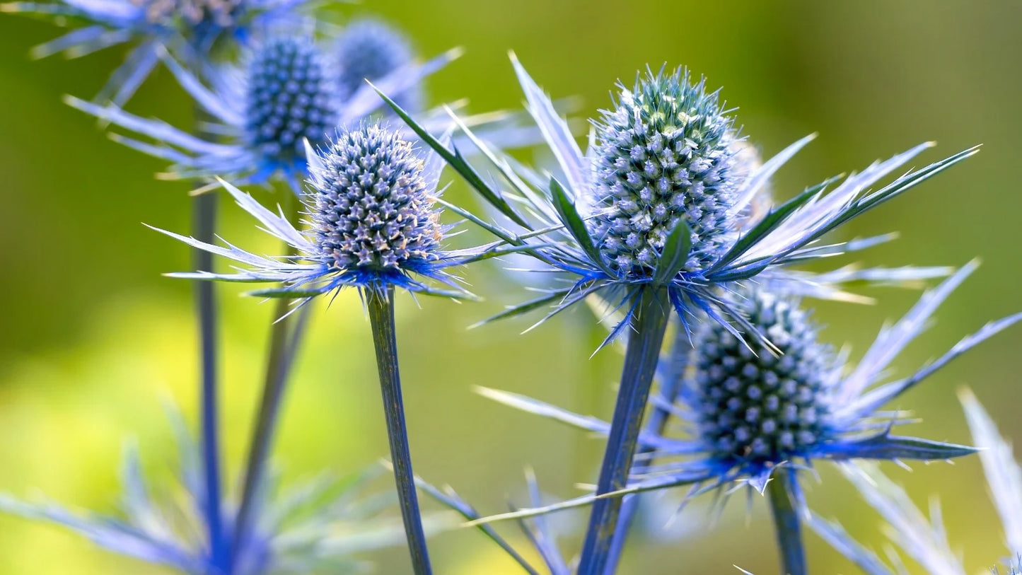 Sea Holly- Deep Blue