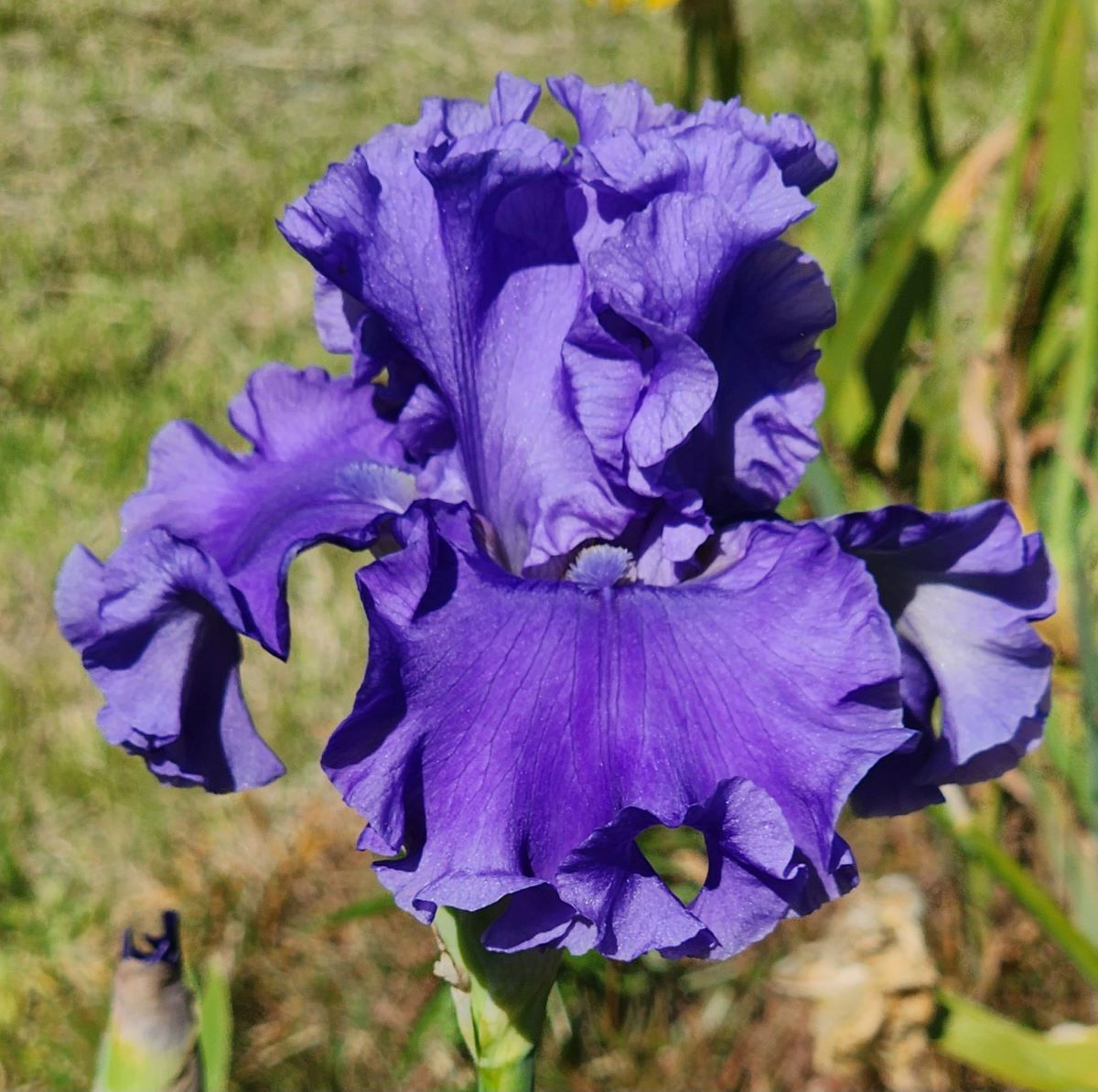 Sea Power Bearded Iris