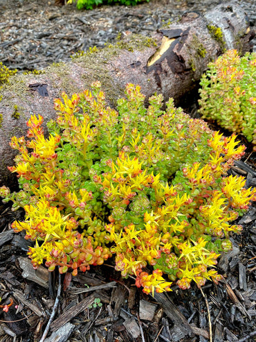 Heirloom Non-GMO Yellow Sedum Oreganum Flower Seeds for Planting – Drought-Resistant Ground Cover Blooms
