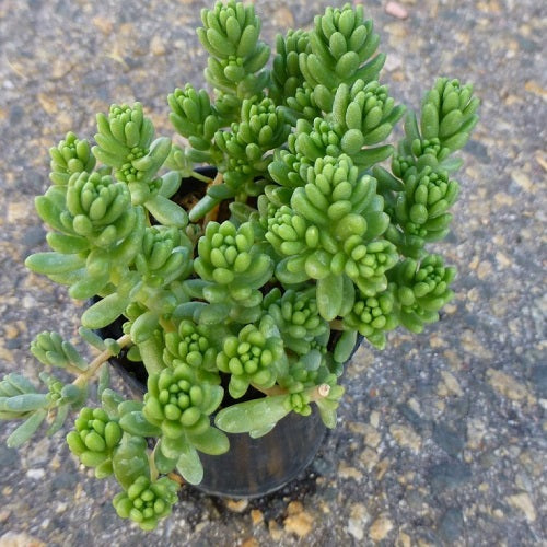 Organic Heirloom Non-GMO Green Sedum Album Seeds for Planting – Succulent Ground Cover