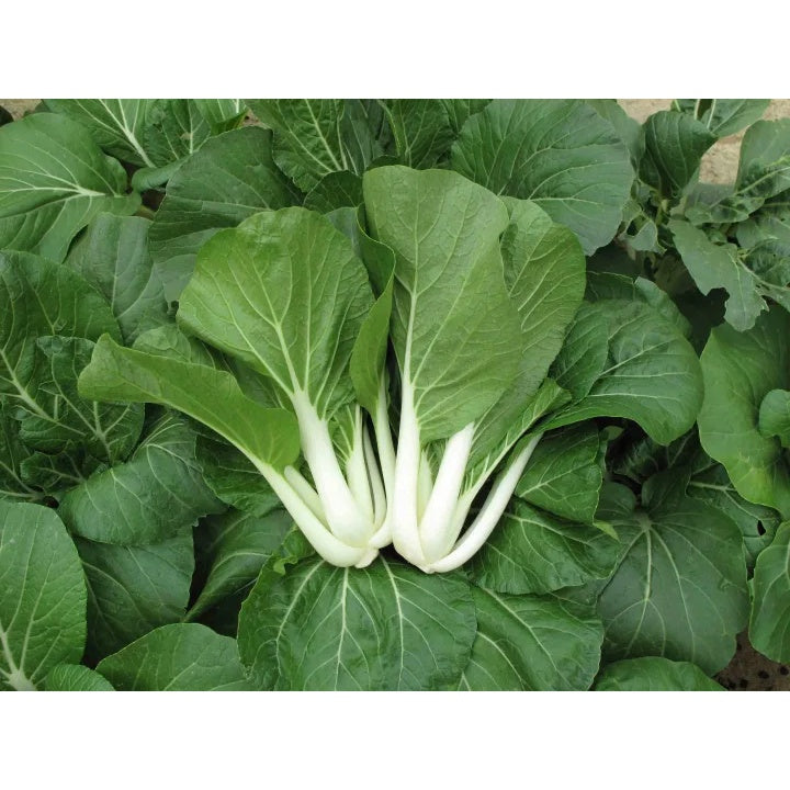Pak Choy Vegetable Seeds