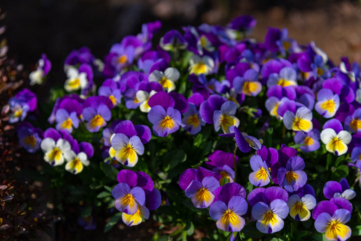 Heirloom Non-GMO Viola Tricolor Flower Seeds for Planting – Colorful Edible Blooms