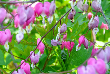 Reblooming Fernleaf Bleeding Heart Mixture