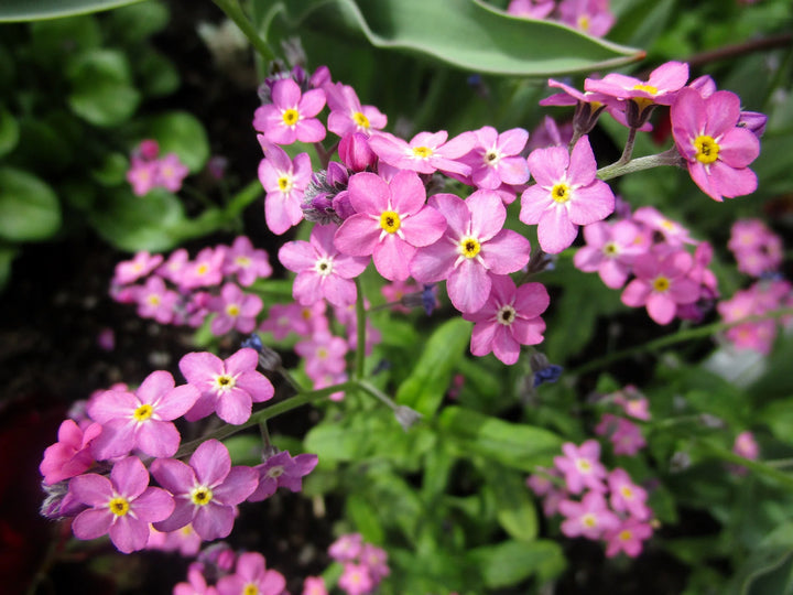 Heirloom Non-GMO Pink Myosotis Sylvatica Flower Seeds for Charming Cottage Garden Planting