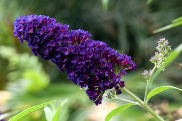 Heirloom Non-GMO Buddleia Davidii Flower Seeds for Planting – Butterfly Bush Garden Blooms