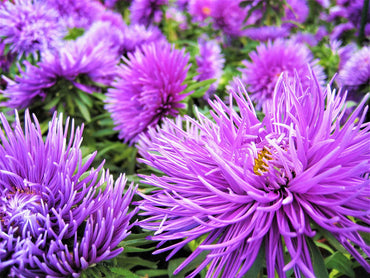 Heirloom Non-GMO China Aster Flower Seeds for Planting – Beautiful Blooming Garden Seeds