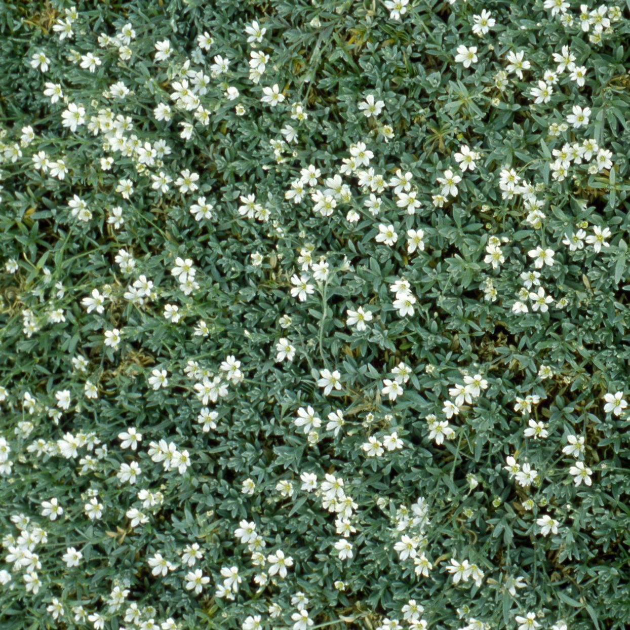Snow in Summer- Silver Carpet