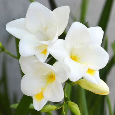 Freesia- Giant Single White
