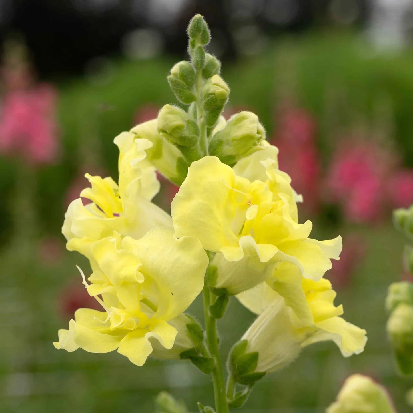 Lemon Sherbet Snapdragon Seeds for Planting - Grow Beautiful Snapdragon Flowers at Your Home