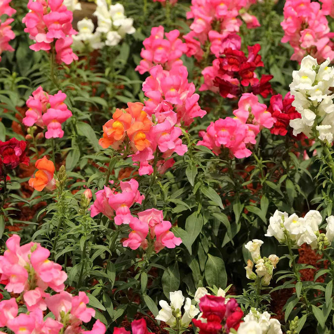 Snapdragon- Magic Carpet