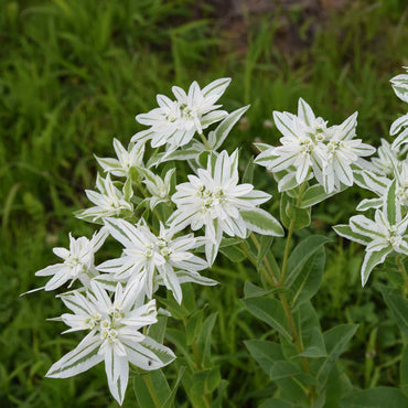 Snow On The Mountain
