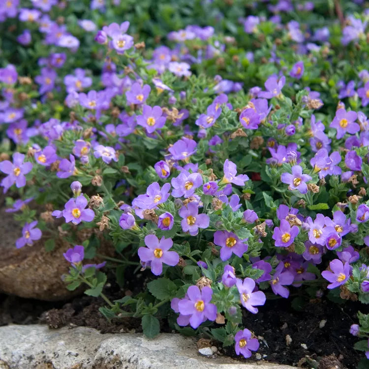 Organic Heirloom Non-GMO Purple Bacopa Blutopia Seeds for Planting – Trailing Blooms