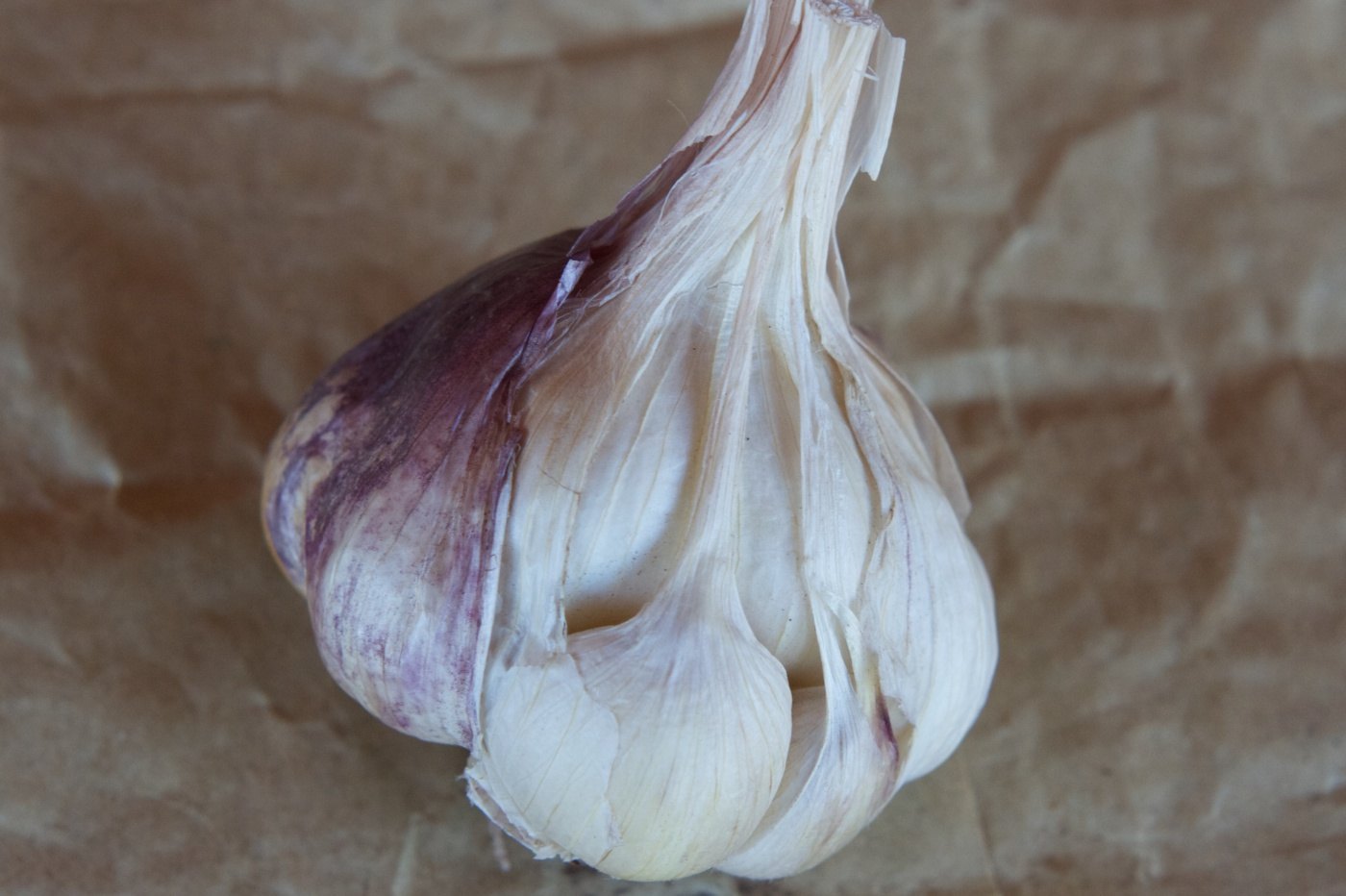 Softneck Artichoke Garlic Allium sativum for planting in urban garden