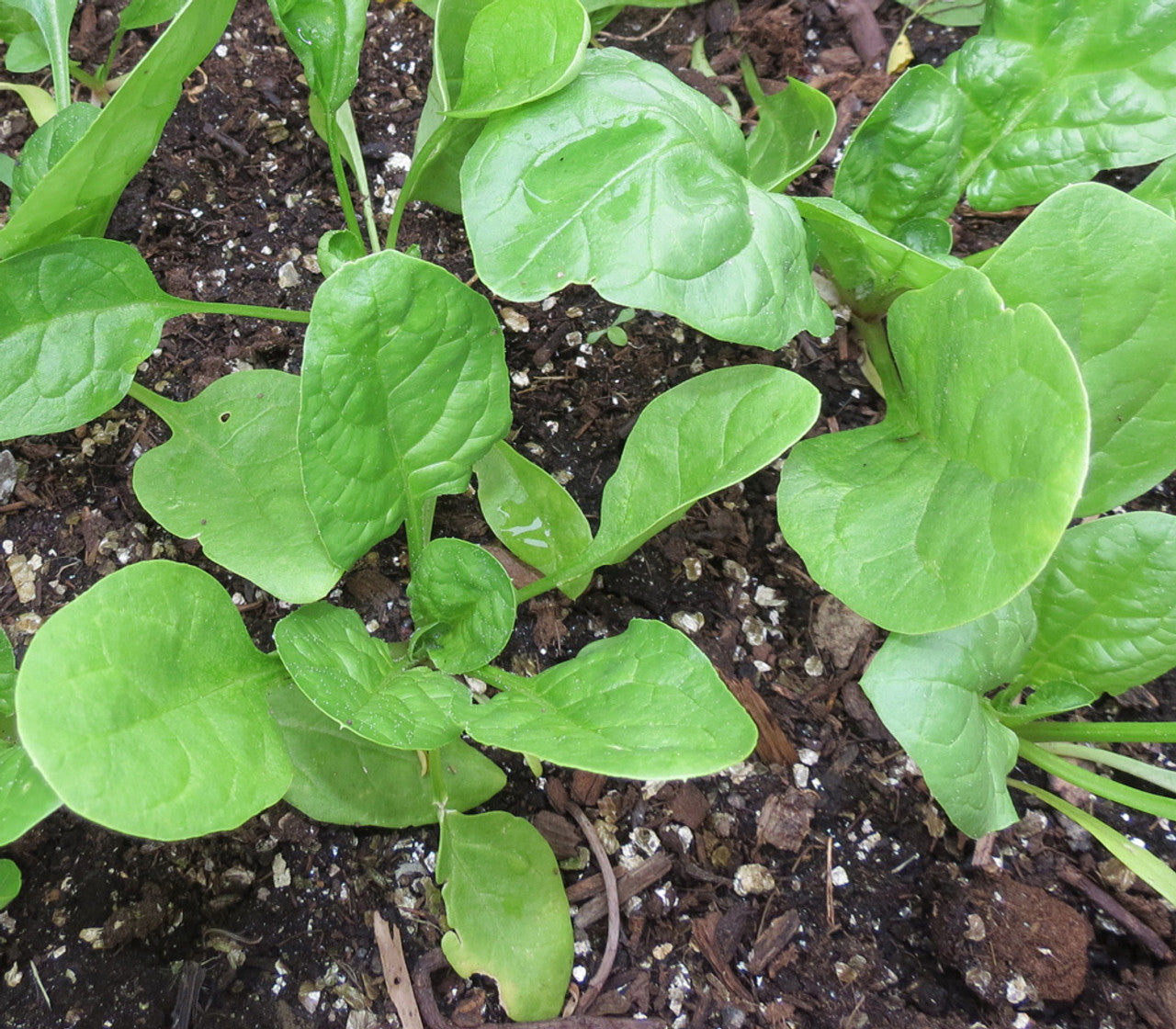 Space – Spinach Seed