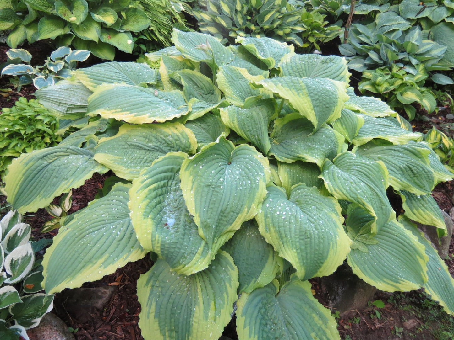 Spartacus Hosta