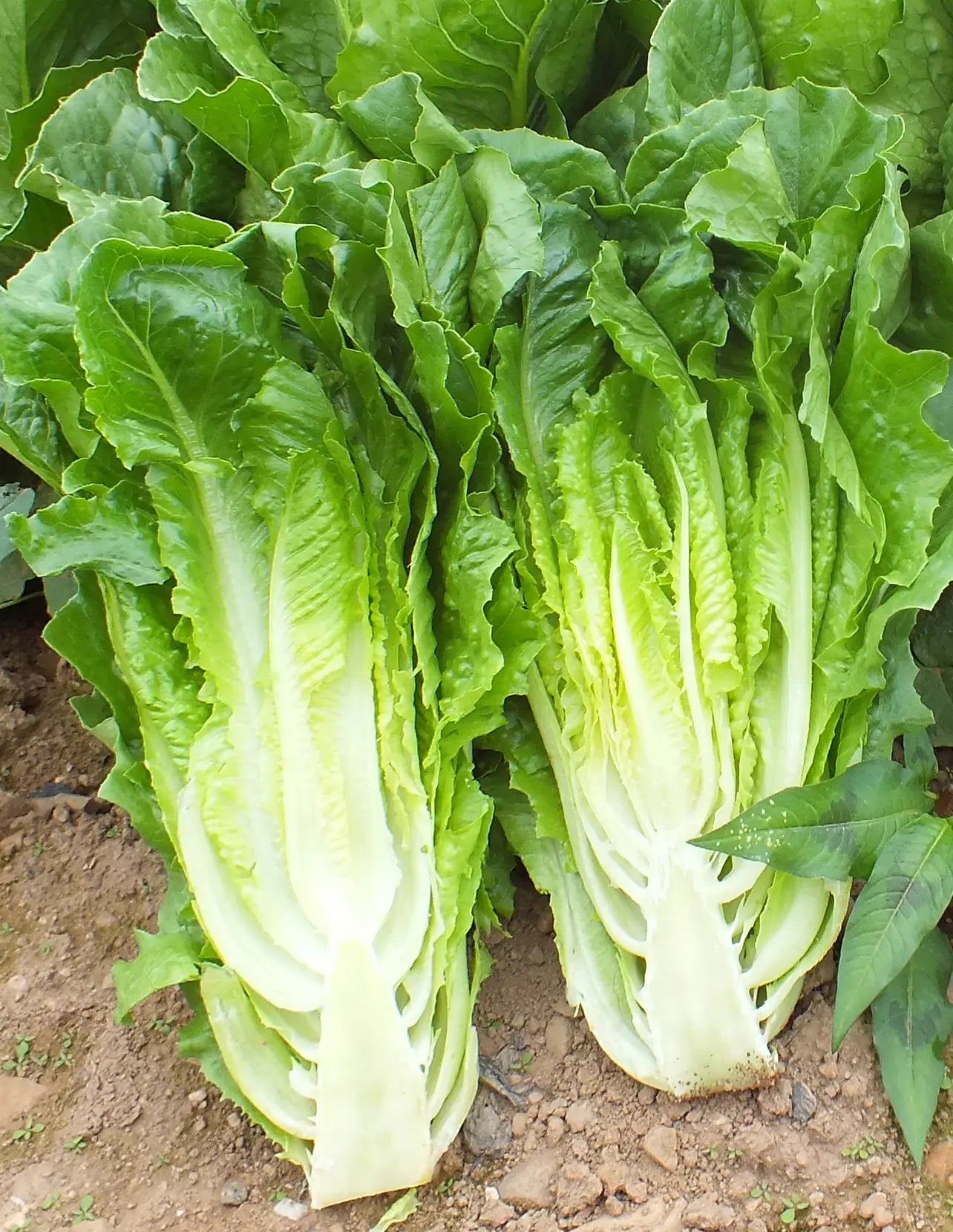 Bambi – Lettuce Seed