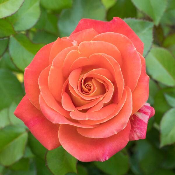 Burst of Joy Floribunda Rose