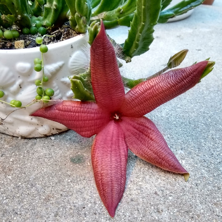 Stapelia Red Flower Seeds for Planting – Organic, Heirloom, Non-GMO Starfish Cactus Seeds
