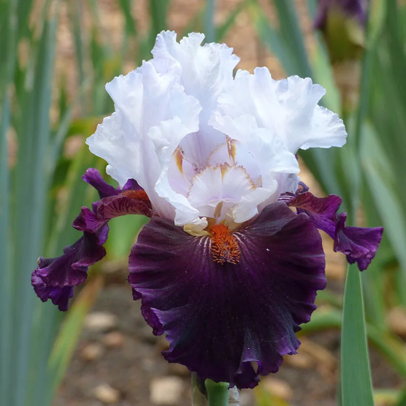 Starring Bearded Iris Seeds