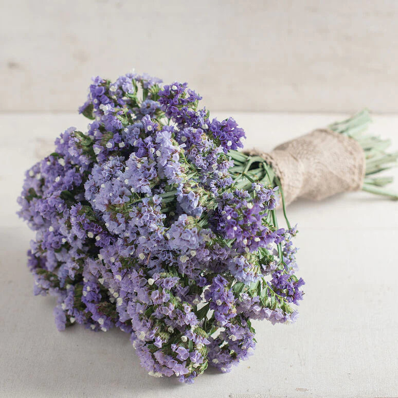 Statice- Heavenly Blue