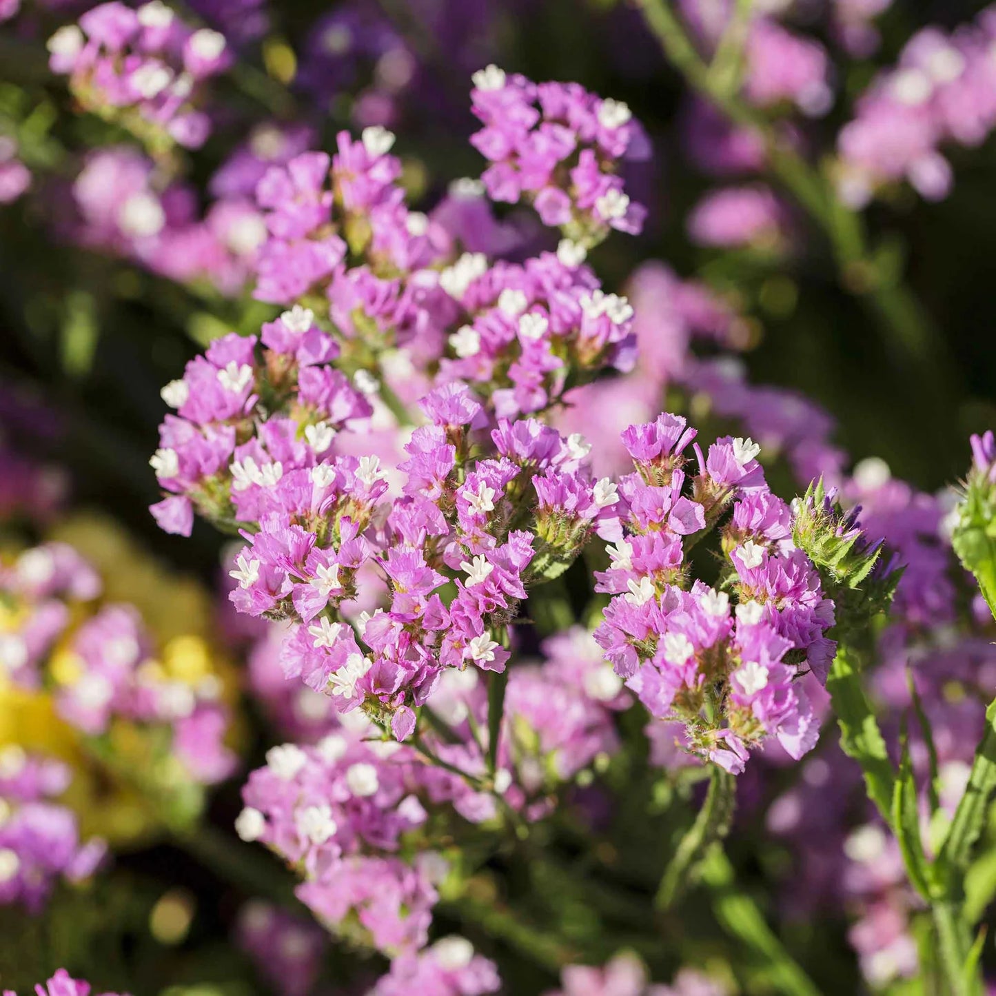 Statice- Twilight Lilac