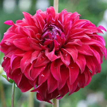 Spartacus Dahlia