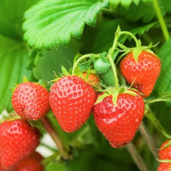Honeoye – Strawberry Plants Seed