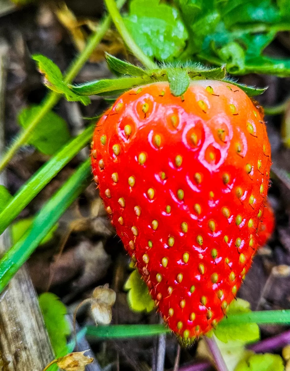 Strawberry- Toolangi Choice (Runner x5)