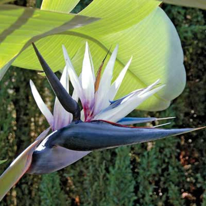 Heirloom Non-GMO Cream Strelitzia Reginae Flower Seeds for Planting – Bird of Paradise Seeds
