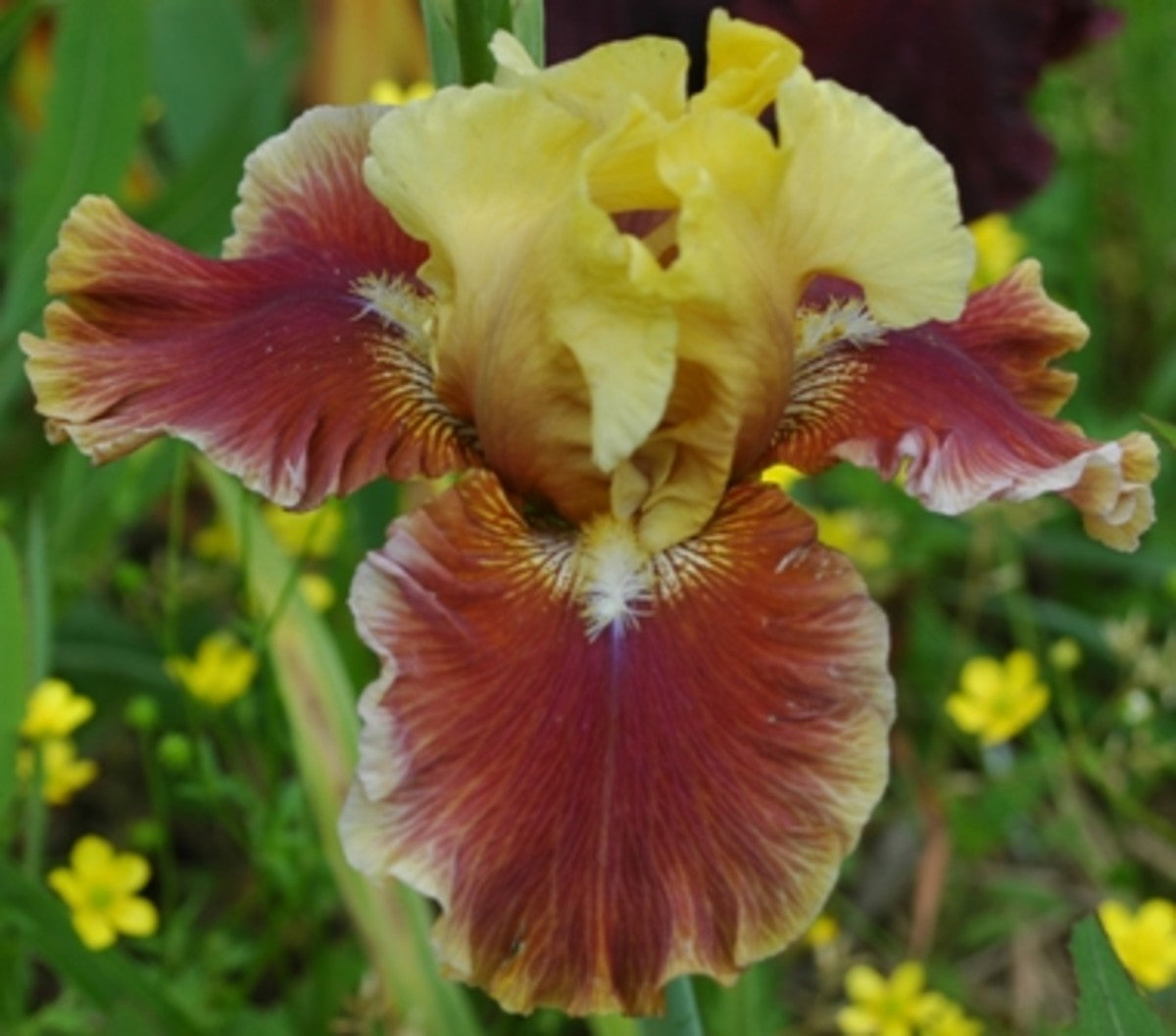 Decadence Bearded Iris Seeds