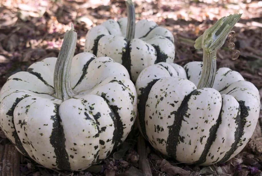 Sweet Dumpling – Delicata Squash Seed