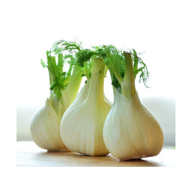 Florence Fennel