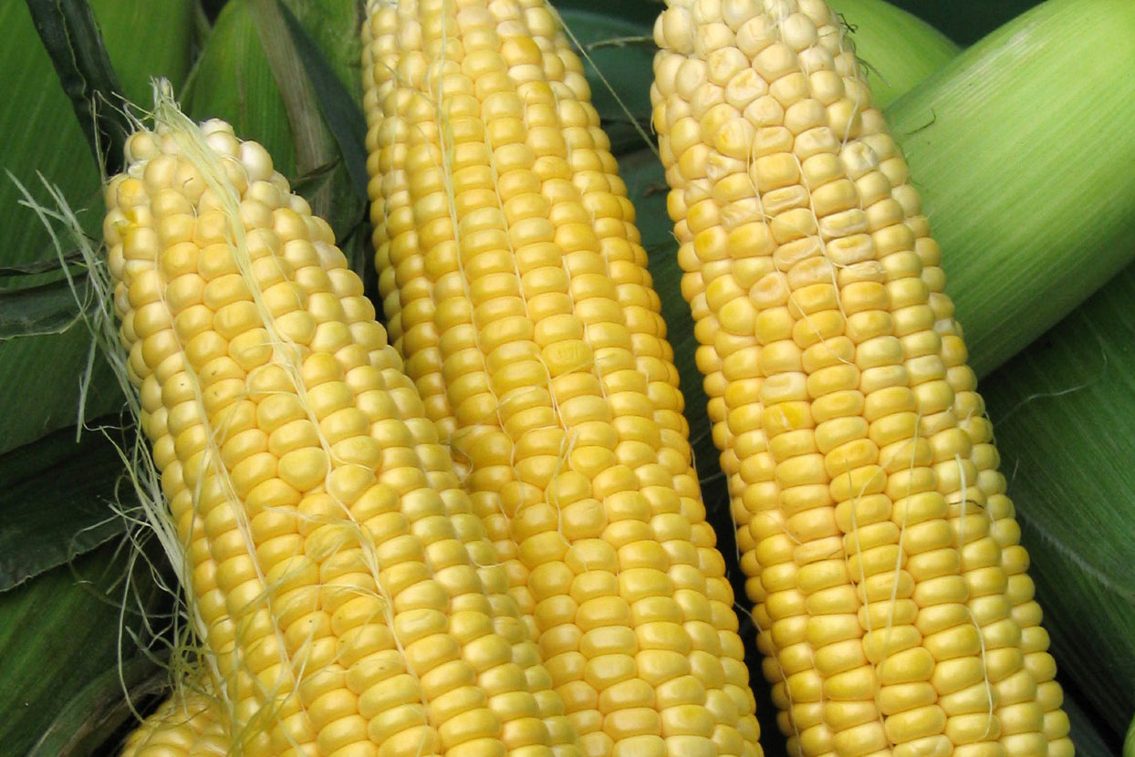 Delectable – Treated Corn Seed